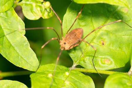 Harvestmen Spiderperched on a green leaf.の写真素材