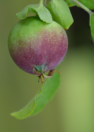 A closeup macro of a ripening crabapple.の写真素材
