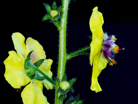 Macro close up of a Moth Mullein wildflower blossom against a black background.