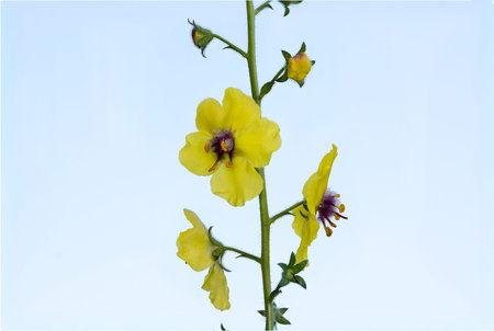 Moth Mullein wildflower blossom against a blue sky.
