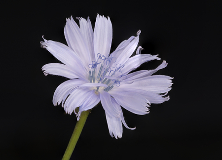 A close up of a chicory flower in the summertime.の写真素材