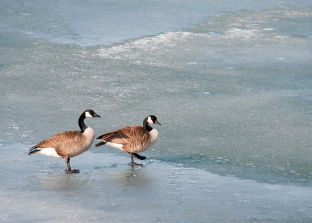A Canada goose walking on ice waiting for the thaw.の写真素材