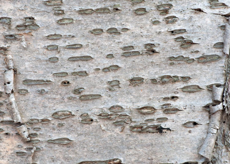 Tree Bark Background for wallpaper or art.