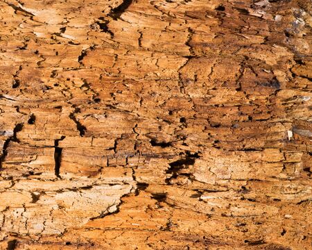 Tree Stump Background for wallpaper or art.の写真素材
