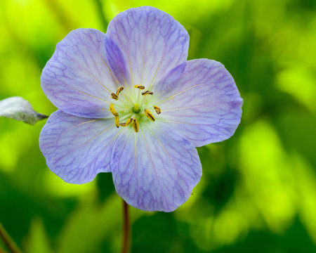 A close up of a common wood sorrel blossom in late spring.の写真素材