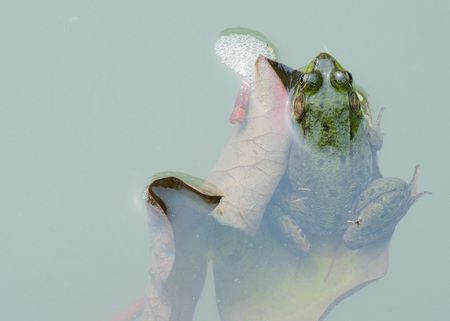 Bullfrog macro closeup in a pond in early summer.の写真素材