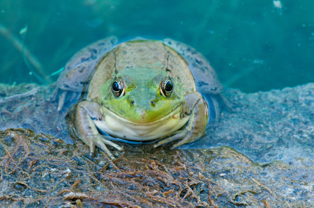 Bullfrog sitting on a rock in a swamp.の写真素材