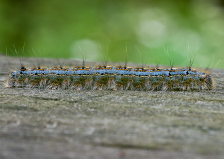 Tent Caterpillar crawling along a wooden plank.