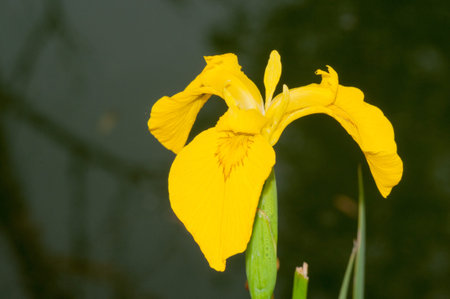 A yellow iris blossom in the wild.の写真素材