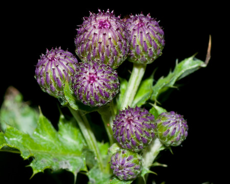 A macro closeup of a Thistle Blossom.の写真素材
