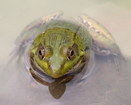 Bullfrog sitting in the water in a swamp.の写真素材