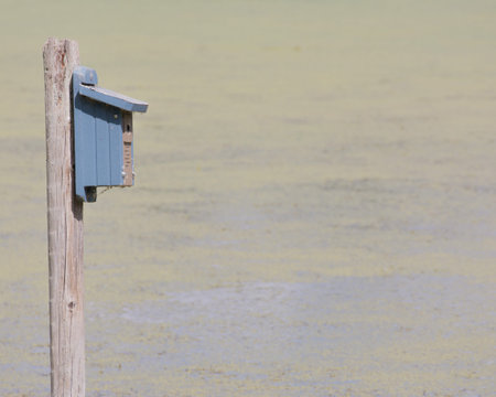 Bird Nesting Box on a swamp pond in the waterの写真素材