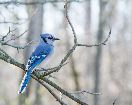 A Blue Jay perched on tree branch.の写真素材