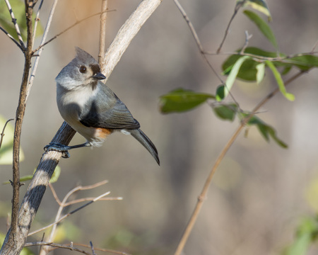 Tufted Titmouse perched on a tree branch.の写真素材