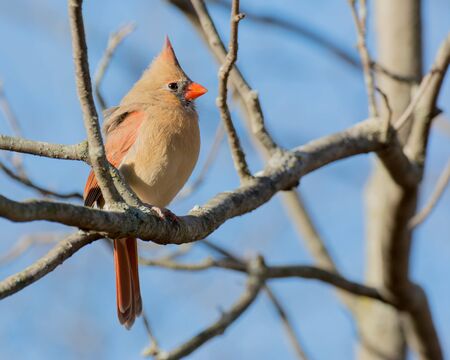 A female northern cardinal perched on a tree branch.の写真素材