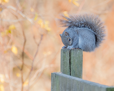 A grey squirrel perched on a wooden post.の写真素材