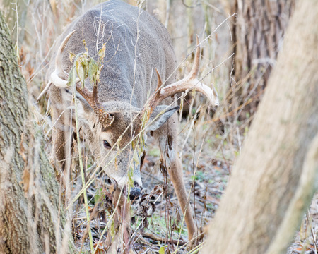 Whitetail Deer Buck standing in a thicket.の写真素材