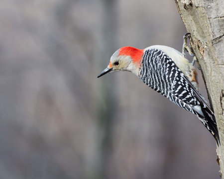 Male red-bellied woodpecker perched on a tree.の写真素材