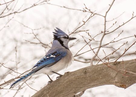A Blue Jay perched on tree branch.の写真素材