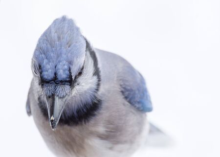 A Blue Jay perched on tree branch looking down.の写真素材