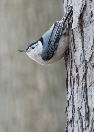 A white-breasted nuthatch perched on a tree.の写真素材