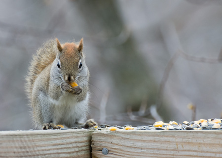 A red squirrel perched on a wooden fence.の写真素材