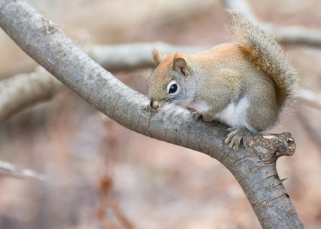 A red squirrel perched in a tree.