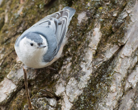 A nuthatch perched on the side of a tree trunk.
