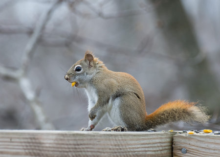A red squirrel perched in a wooden fence.の写真素材