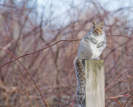 A grey squirrel perched on a wooden post.