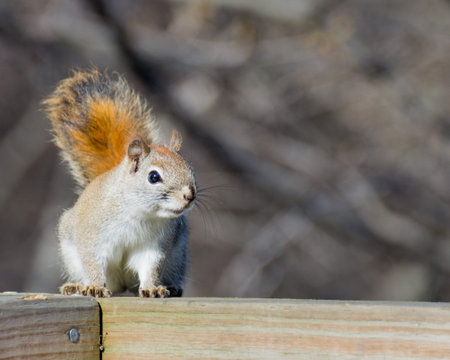An American Red Squirrel in the woods at a nature trail.