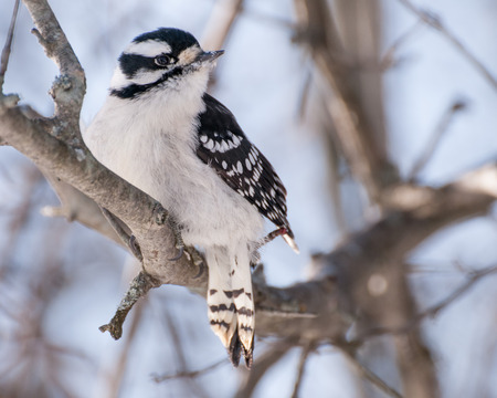 Downy Woodpecker perched on a tree branch in the woods.の写真素材