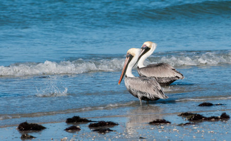 Brown Pelicans on the shore of the Gulf of Mexicoの写真素材