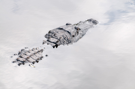 Alligator on the banks of a river.の写真素材