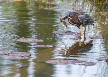 Little Green Heron hunting for prey in a swamp.の写真素材
