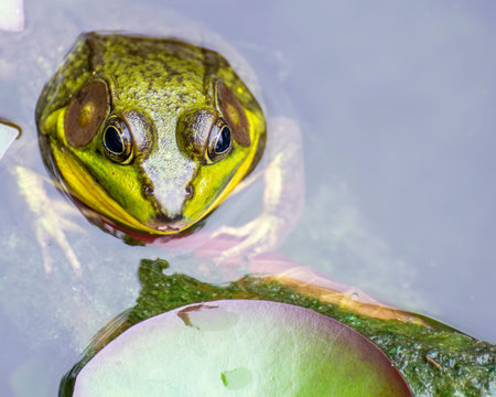 A Bull Frog In sitting in a swamp next to lily pads.の写真素材