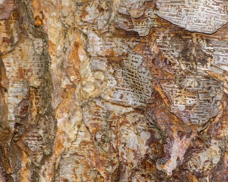 Wood Tree Trunk background for use in art or background.の写真素材