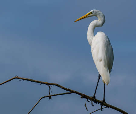 White Egret Perched on a tree branch in a swamp.の写真素材