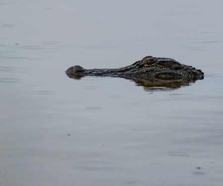American Alligator In Water waiting on prey stealthily.