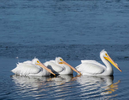 Great White Pelican swimming in a lake in the winter.の写真素材