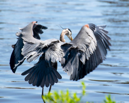 Great Blue Heron fishing on the shore of a lake.