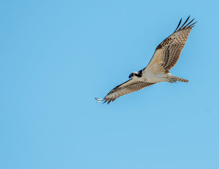 Ospery In Flight against a clear blue Sky.