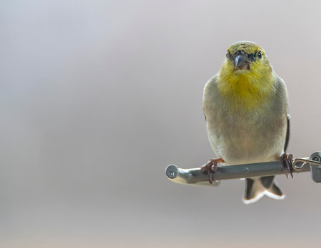 Gold Finch Perched on a bird feeder facing forward.の写真素材