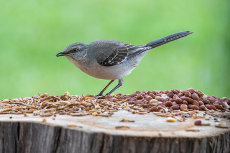 Mockingbird Perched On a log looking at birdfood.の写真素材