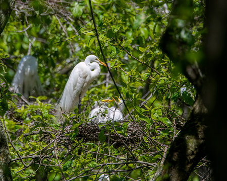 Egrets nesting in a Tree at a rookery.の写真素材