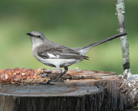 Mockingbird Perched On a trre stump looking left.の写真素材