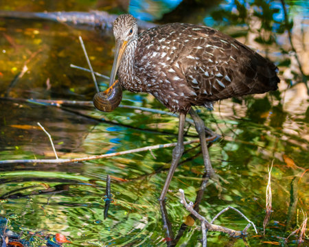 Limpkin in Swamp finding a snail for dinner..の写真素材