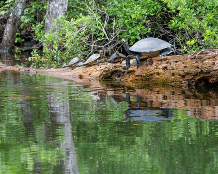 Red Slider Turttles perched on a log in a swamp.