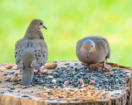 a pair of Mourning Doves Eating Bird Food.の写真素材