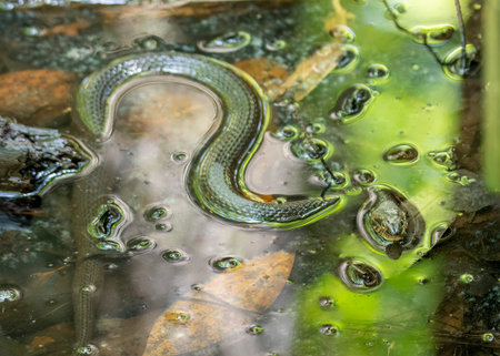 Water Snake Resting on the edge of a creek waiting for orey.